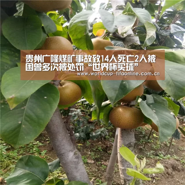 贵州广隆煤矿事故致14人死亡2人被困曾多次被处罚“世界杯买球”(图4) 世界杯买球